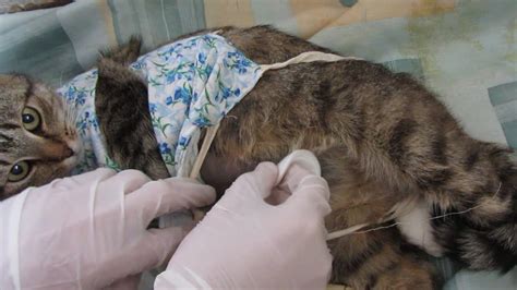 What Experts Say About When Should Cats Get Fixed