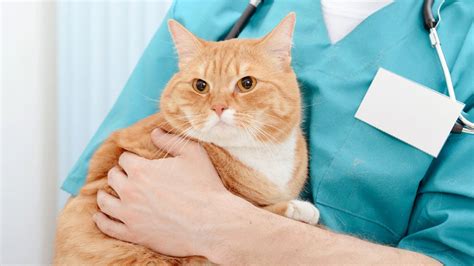 What Experts Say About Where to Get Cats Fixed