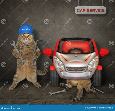 Why Should You Cheap Cat Fixing Near Me?