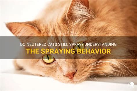 Why Should You Do Cats Spray When Fixed?