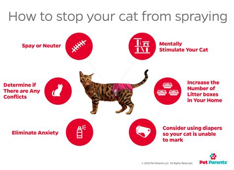 Why Should You Do Fixed Female Cats Spray?