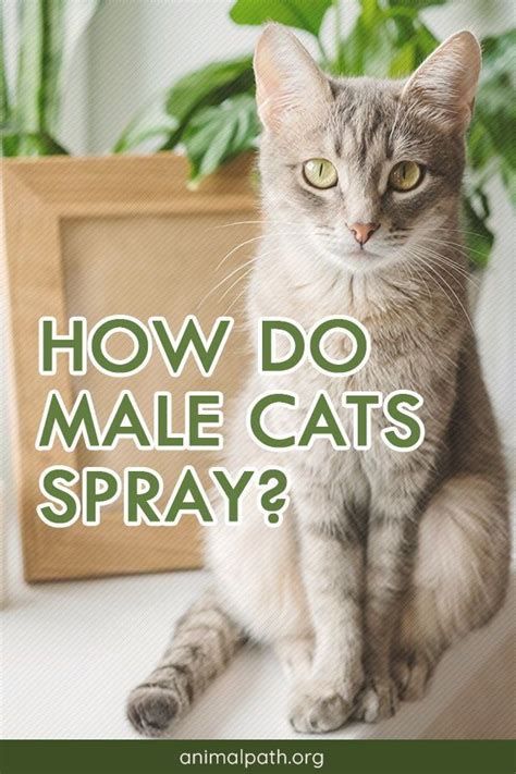 Why Should You Do Male Cats Spray If They Are Fixed?
