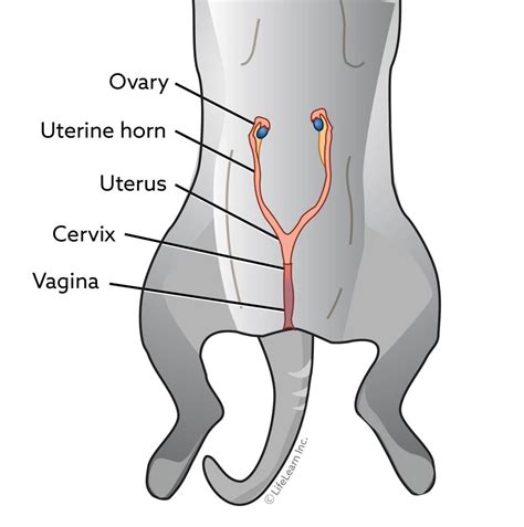 Why Should You How Do They Fix Female Cats?
