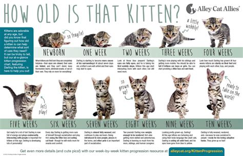 Why Should You How Old Can A Cat Get Fixed?
