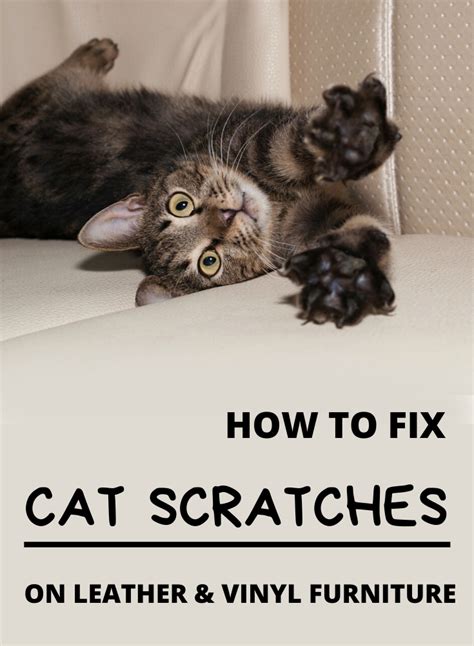 Why Should You How to Fix Cat Scratched Furniture?