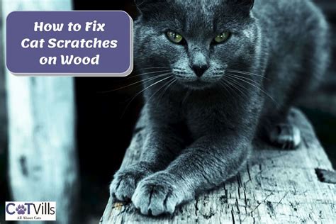 Why Should You How to Fix Cat Scratches on Wood?
