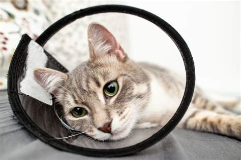 Why Should You Places to Get My Cat Fixed Near Me?