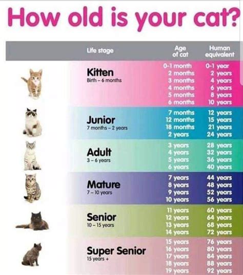 Why Should You What Age Can You Get A Cat Fixed?